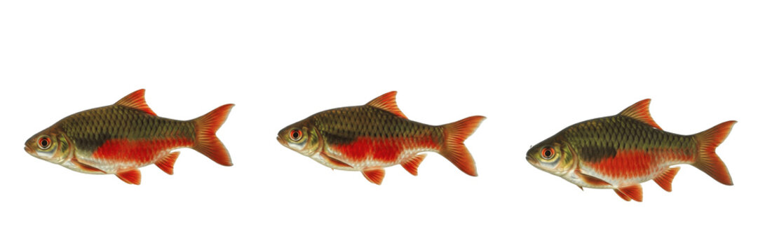 Rosy barb Puntius conchonius isolated on white background, red barb South Asian freshwater tropical ornamental aquarium species schooling tank fish cutout image