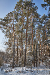 Tall pine trees in winter forest under blue sky