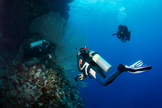 Group of Scuba Divers Exploring Coral Reef