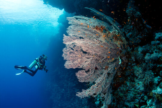 Diver Mesmerized by Giant Gorgonian Coral