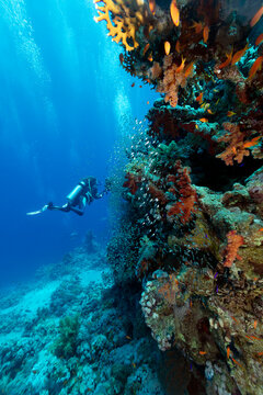Scuba Diver Exploring Coral Reef