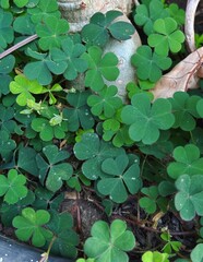 Close up of wood sorrel leaves, oxalis species.- wellesley, massachusetts.