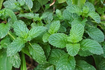 Mint is an herb and kitchen garden plant with wrinkled, serrated leaves and a fragrant aroma.