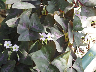 オキザリス　トリアングラシス