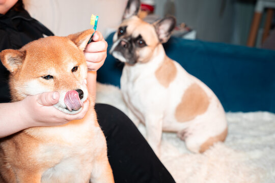 Brushing dog teeth