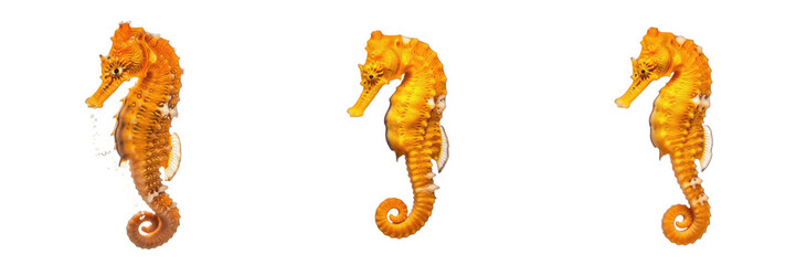 Seahorse Hippocampus spp isolated on white background, tropical saltwater ornamental aquarium species marine fish delicate aquarium pet coral reef cutout image © Major