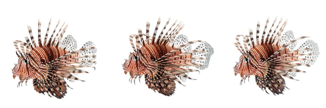 Lionfish Pterois spp isolated on white background, red lionfish tropical marine ornamental aquarium coral reef species venomous saltwater fish cutout image
