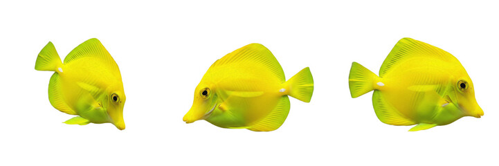 Yellow tang Zebrasoma flavescens isolated on white background, tropical marine saltwater ornamental coral reef aquarium fish surgeonfish bright yellow reef species cutout image © Major