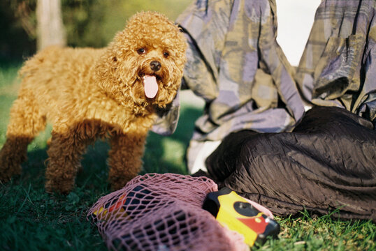 Fluffy Dog with Owner in Park
