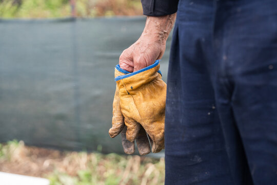 Farmer holding work gloves