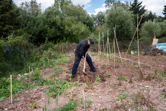 Farmer working in vegetable garden