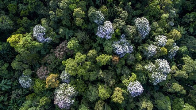 Tropical rainforest seen from above, treetops in bloom with flowering trees such as Manac&aacute;s and Acacias.