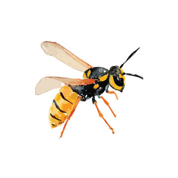 Vibrant Wasp Vector Art Detailed Yellowjacket Insect Illustration.