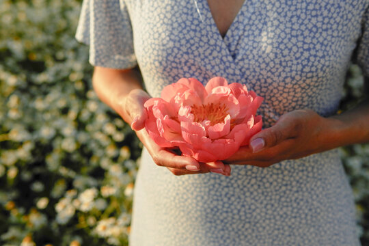 Woman Holding Pink Peony Flower in Field

