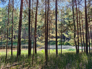 Obraz premium Swampy lake in pine forest. Rough Horsetail thickets on the shore of a forest lake.
