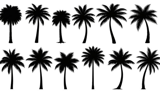 Black palm tree silhouettes vector set isolated on white background for tropical beach, travel, and summer design