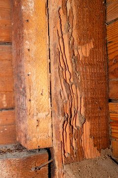 termite damage wood 