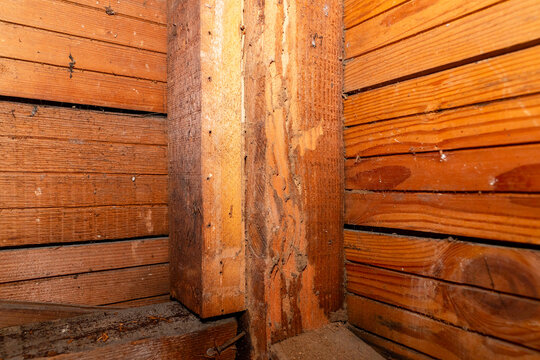 termite damaged wood