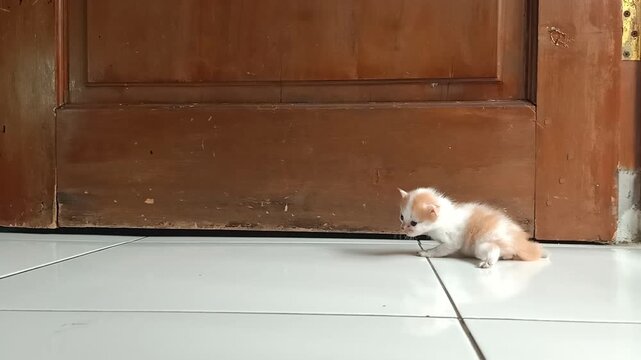A calico mother cat picking up her white-ginger kitten by the scruff of the neck and carrying it away from a wooden door on a tiled floor.
