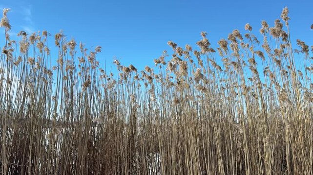 Reeds grass on frozen lake.