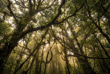 Naklejka premium Looking up into dense rainforest canopy and branches