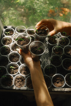 Caring for seedling by sunny window