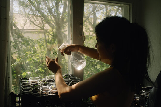 Watering young seedlings by sunny window