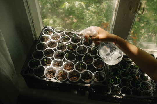 Watering young seedlings by sunny window
