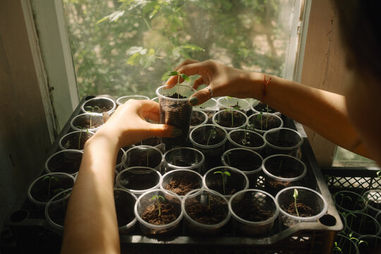 Caring for seedling by sunny window
