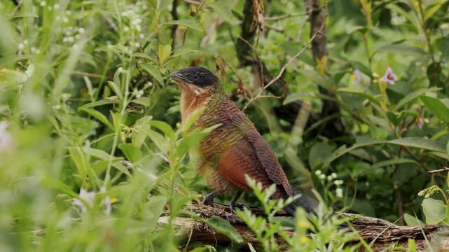 A close-up of a Burchell&rsquo;s coucal perched within dense green bushes in a South African national park, revealing its rich chestnut wings, dark plumage, and calm, alert presence in natural habitat.