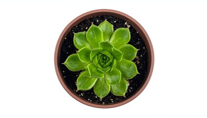 Overhead view of vibrant green succulent plant in a brown pot, isolated on white