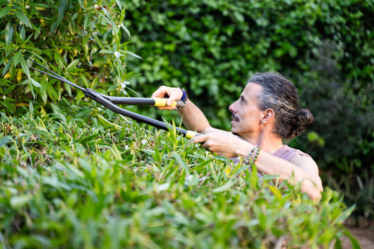 Gardener trimming hedge with pruning shears in garden