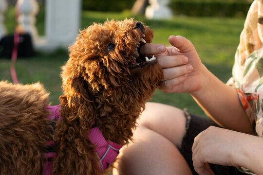 Curly Haired Dog Gently Biting Owner&rsquo;s Finger
