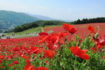 日本：彩の国ふれあい牧場／ポピー畑を背景に手前の花をクローズアップ／埼玉県皆野町＆東秩父村・5月 © yumiko