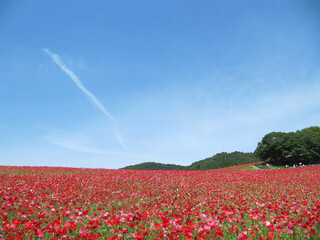 日本：ポピー（Papaver）畑と青空のコピースペース【彩の国ふれあい牧場】埼玉県皆野町＆東秩父村・5月 © yumiko