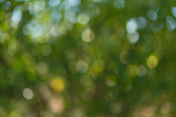 Obraz premium Green Bokeh Background with Soft Sunlight and Blurred Foliage