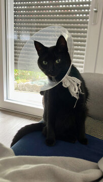 Recovering cat wears Elizabethan collar 