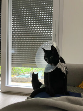 Recovering cat wears Elizabethan collar 