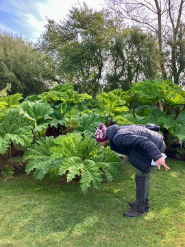 Man playing silly pose close to giant Gunnera plant in garden