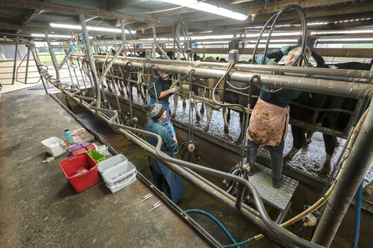 Team work: blood sampling