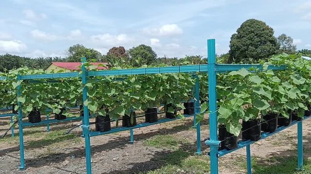 Rows of  grapevines in pots on a farm in Malaysia. Fertigation technique of planting. its a small vineyard or a grape nursery. in malaysia