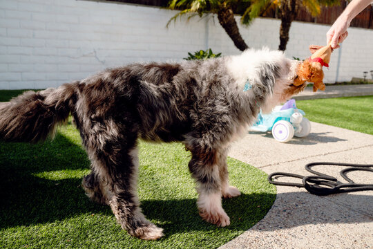 Old English Sheepdog Playing Tug of War 