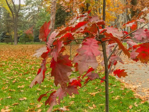 Early autumn - dark red leaves of the red oak (Quercus rubra) on the branches in the park on a sunny October day