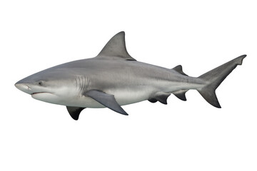 Fototapeta premium Bull shark swimming underwater with transparent background