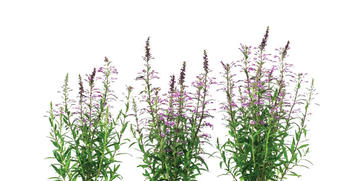 A cluster of purple flowering plants featuring tall green stems and small blossoms isolated against a clean white background.