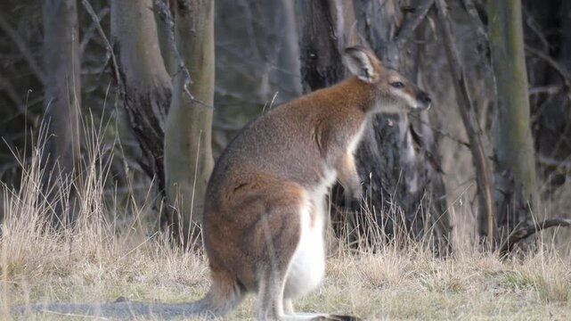 Red-necked Wallaby joey baby sticking head out of pouch after mother convulses