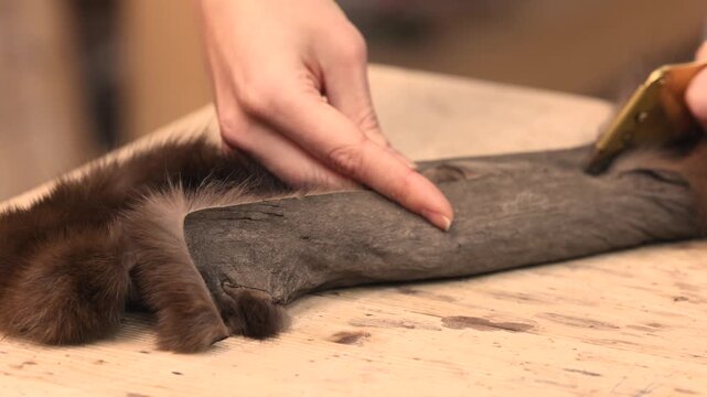 Close up of a furrier hands performing detailed manipulations on a small wild animal pelt on a wooden table for handcrafted fur coat production in northern traditional crafts