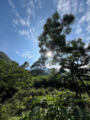 Obraz premium Lush Forest Canopy with Sunlight.