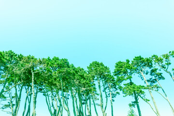 Scenic background image in faded retro tones of tall pine trees with long trunks in row under blue sky