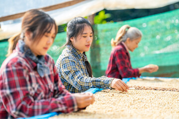 Asian woman coffee farmer sun-drying organic coffee beans in greenhouse, coffee processing agriculture work, sustainable rural farming lifestyle, manual harvesting, plantation production industry.